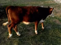 公牛, Swiss cattle — 照片 2