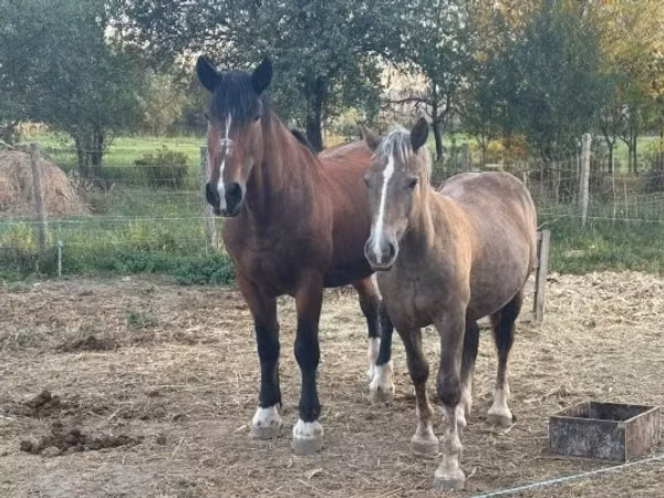 Horse (M), Horses — Hungary