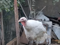 Turkeys — 写真 4
