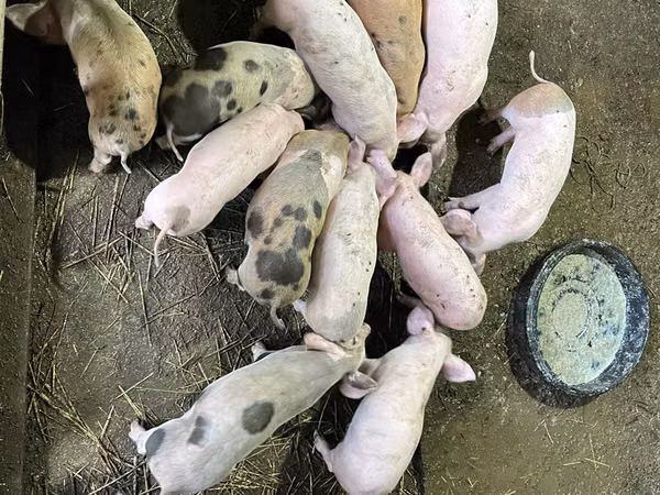 Boar, Pigs — Moldova
