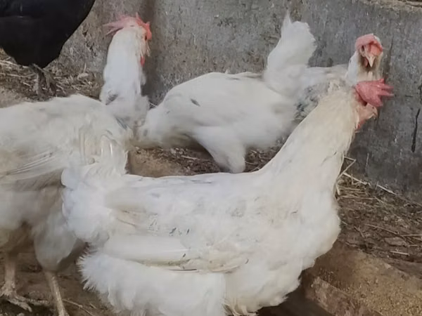 Chickens — কিরগিজিস্তান