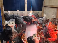 Turkeys — تصویر 5