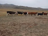 公牛, Latvian Blue cattle — 照片 2