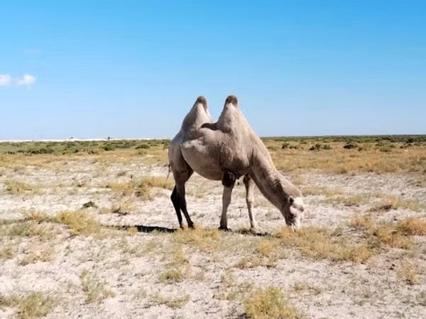 Camel Female, Camels — Kazakhstan