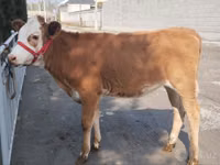 Гововмол (партия, ҷинс муайян нашудааст), Simmental cattle — акс 3