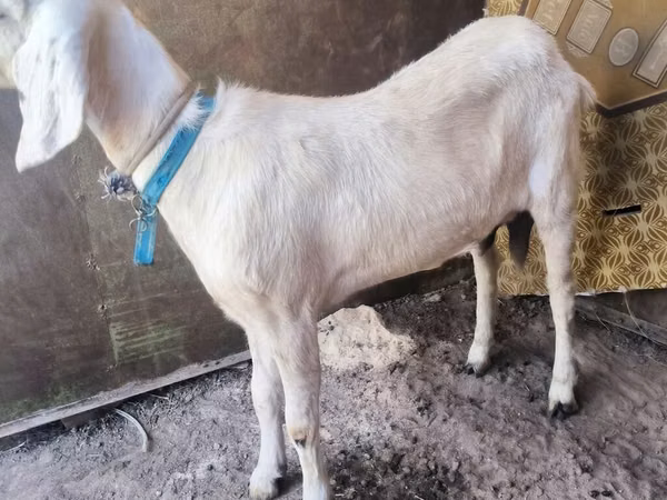 Goat, Saanen goat — Kyrgyzstan