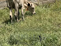 गाय, मवेशी — फ़ोटो 1