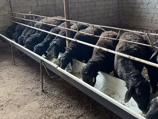Sheep (batch, sex not specified), Sheep — Uzbekistan