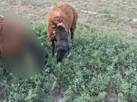 Kambing jantan, Sheep — foto 3
