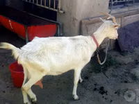 Goat, Saanen goat — photo 4