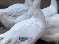 Geese — foto 1