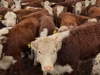Sapi, Hereford — foto 1