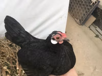 Chickens — photo 3