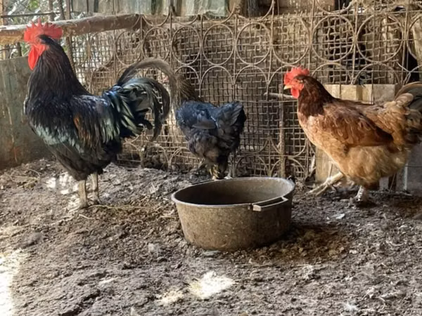 Brahma — Kyrgyzstan