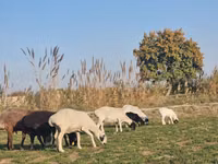 Гӯсфандон (партия, ҷинс муайян нашудааст), Гӯсфандон — акс 6