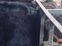 Toro, Aberdeen Angus — foto 6