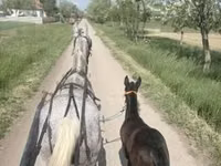 Mare, Lipizzaner — photo 3