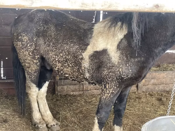Horse (M), Horses — Kazakhstan