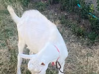 Billy Goat, Saanen goat — photo 4