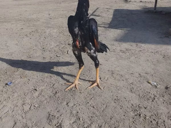 Chickens — ازبکستان