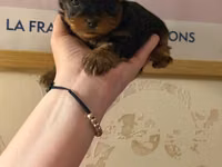 Cins: Yorkshire Terrier (yorki) balası Rəng: Qara‑tünd qəhvəyi (tan — foto 1