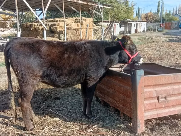 雌牛, Swiss cattle