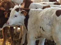 Cattle (batch, sex not specified), Aberdeen-Angus — photo 3