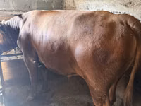Bull, Cattle — photo 5