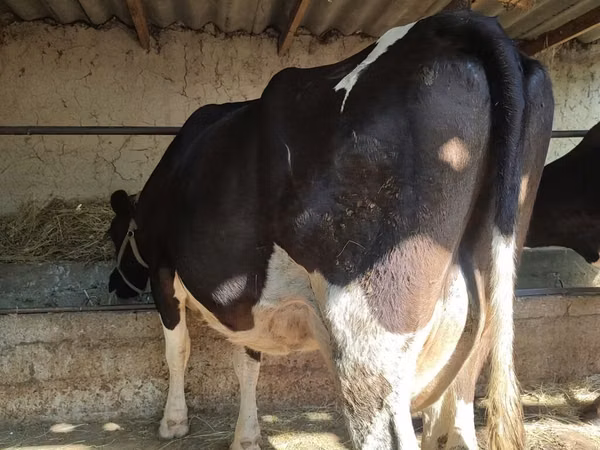 Cow, Holstein breed