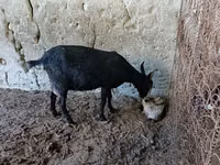 Goat, Goats — photo 2