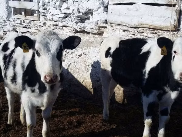Cow, Russian Black pied cattle — Russia