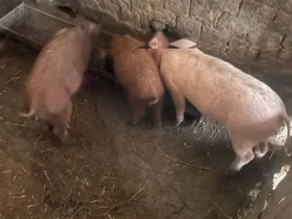 Sow, Pigs — Hungary