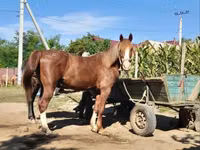 Mare, Horses — photo 1