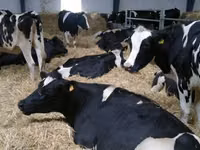 Cow, Holstein breed — photo 6