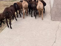 Carnero, Arashan sheep — foto 3