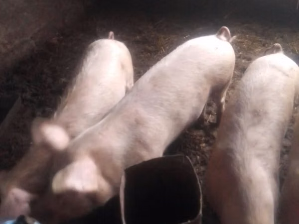 Sow, Pigs — Moldova