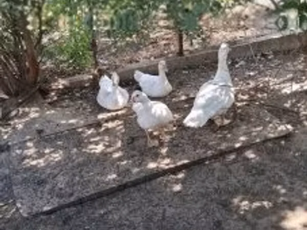 Ducks — Hangari