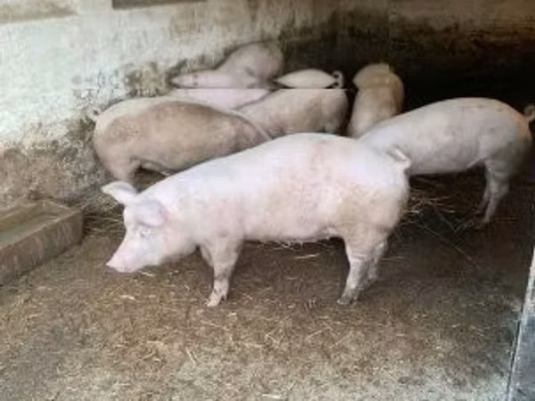 Pigs (batch, sex not specified), 