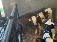 Bovini (lotto, sesso non specificato), Russian Black pied cattle — foto 5