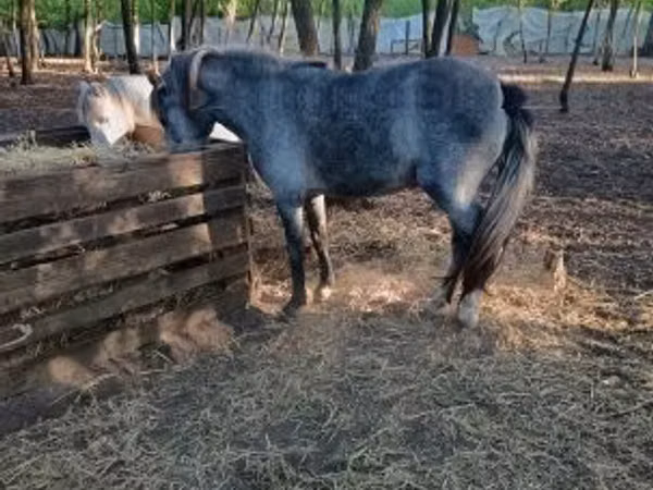Mare, Horses — Hungary