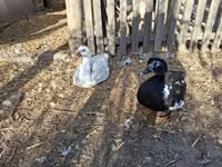 Ducks — عکس 8