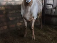 Kambing jantan, Sheep — foto 1