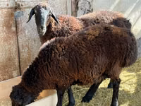 Ram, Sheep — photo 2