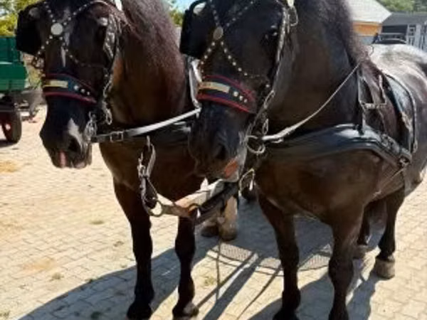 Faras, Hungarian horse breed