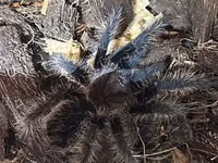 Məhsul: Seçmə tarantula balaları (sling) Növlər: - Brachypelma vagans — 照片 3