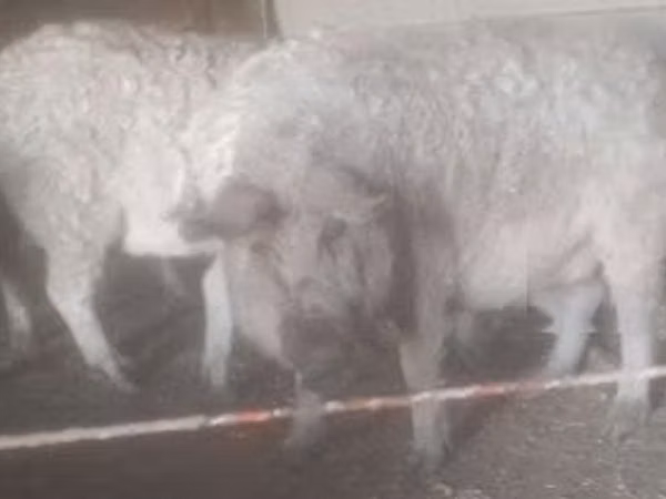 Pigs (batch, sex not specified), 