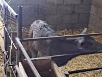 گاو ماده, Swiss cattle — عکس 5