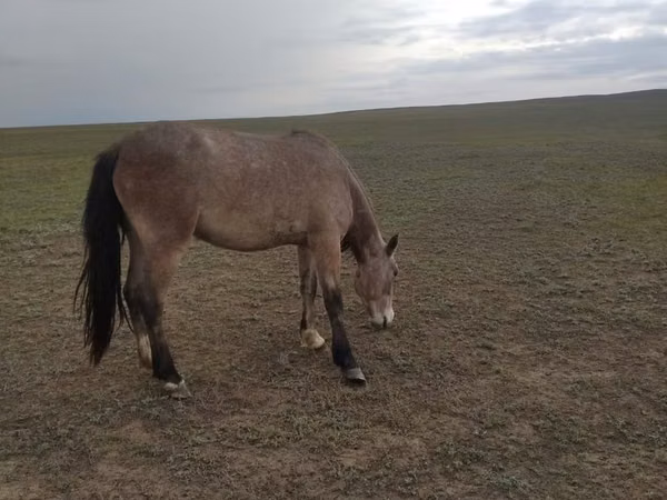 Mare, Horses — Kazakhstan