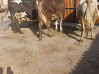 Cow, Holstein breed — photo 7