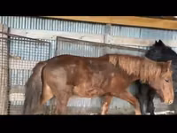 Horse (M), Horses — photo 5